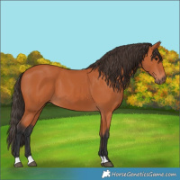 Horse Color:Bay 