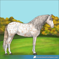 Horse Color:Chestnut Splash Appaloosa 