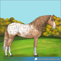 Horse Color:Chestnut Splash Appaloosa