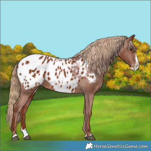 Horse Color:Chestnut Splash Appaloosa 