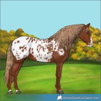 Horse Color:Chestnut Splash Appaloosa 