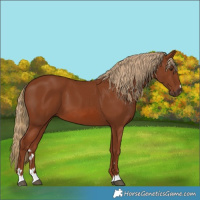 Horse Color:Chestnut 