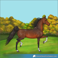Horse Color:Bay Tobiano 