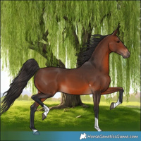 Horse Color:Brown Tobiano