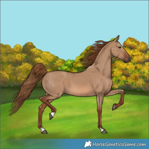 Horse Color:Red Dun 