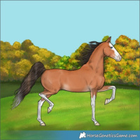 Horse Color:Bay Splash 