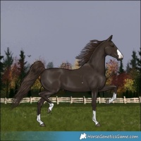 Horse Color:Liver Chestnut 
