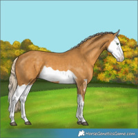 Horse Color:Palomino Splash  and Palomino Splash 