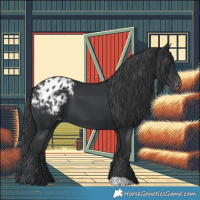 Horse Color:Black Appaloosa