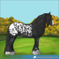 Horse Color:Black Appaloosa 
