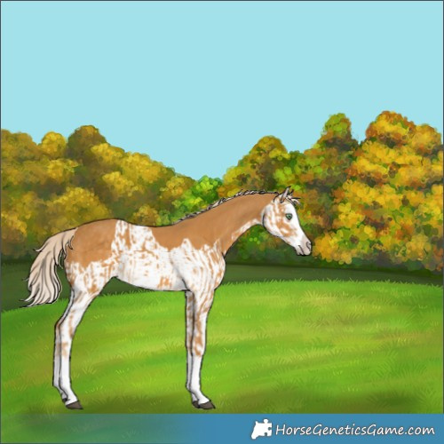 Horse Color:Palomino Splash  and Palomino Splash 