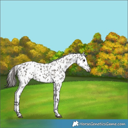 Horse Color:Grullo Leopard 