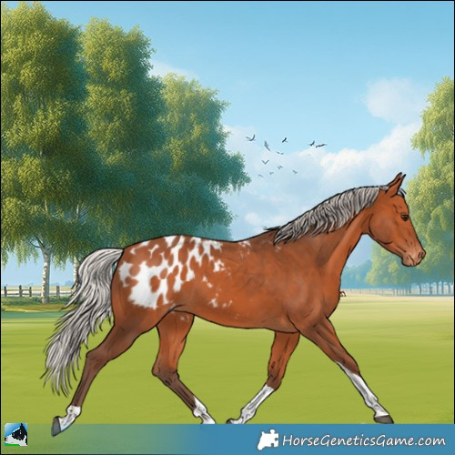 Horse Color:Silver Bay Tobiano Appaloosa 