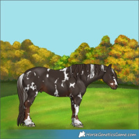 Horse Color:White Spotted Liver Chestnut 