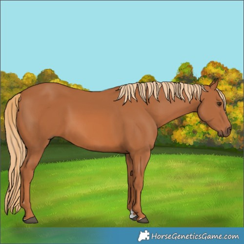 Horse Color:Chestnut 
