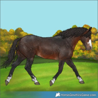 Horse Color:Brown 