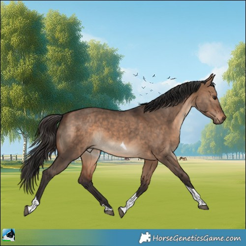 Horse Color:Bay Dun Tobiano Rabicano 