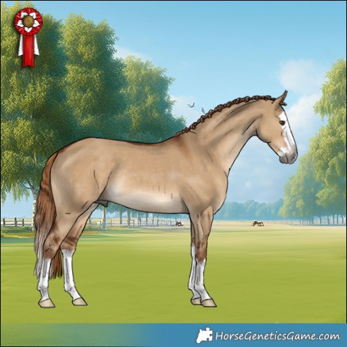 Horse Color:Gray Red Dun Splash Rabicano 
