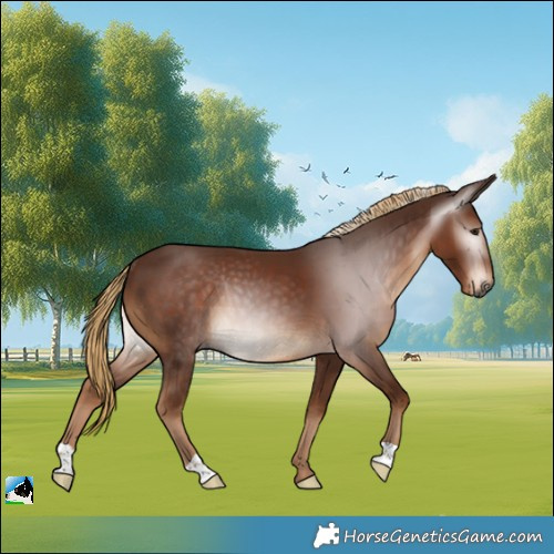 Horse Color:Gray Chestnut Rabicano 