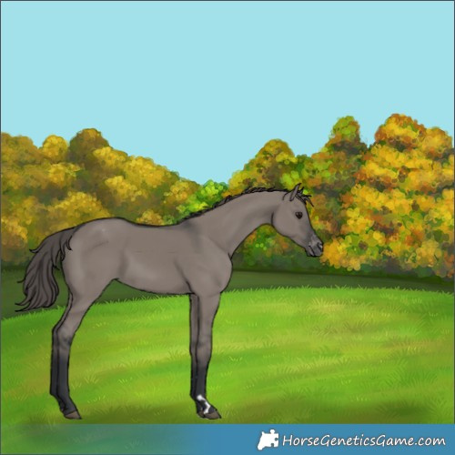 Horse Color:Grullo Varnish 