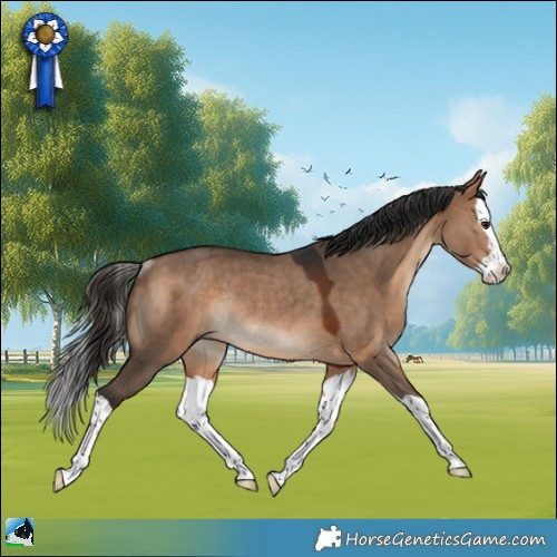 Horse Color:Bay Dun Splash Rabicano