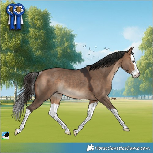Horse Color:Bay Dun Splash Rabicano 
