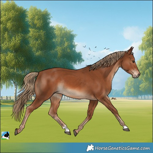 Horse Color:Chestnut Rabicano 