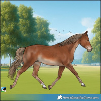 Horse Color:Chestnut Rabicano 