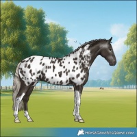 Horse Color:Gray Silver Smoky Black Tobiano Appaloosa