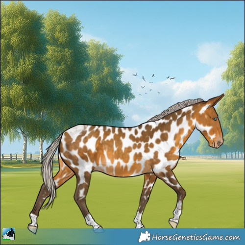Horse Color:Gray Silver Amber Cream Champagne Tobiano Appaloosa 