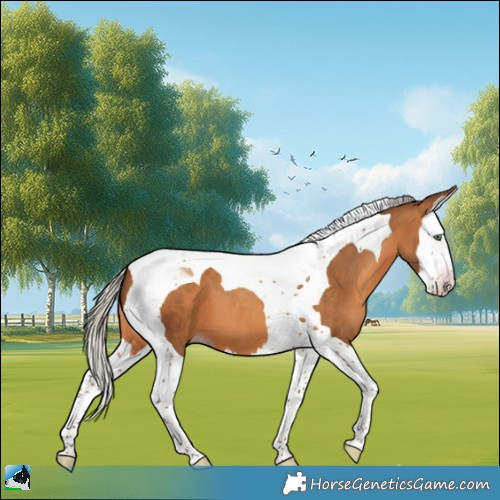 Horse Color:Gray Silver Amber Champagne Splash Tobiano 