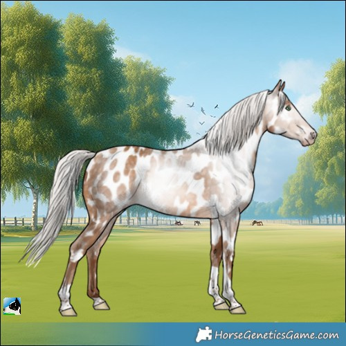 Horse Color:Gray Silver Amber Champagne Tobiano Appaloosa 