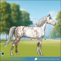 Horse Color:Gray Silver Amber Champagne Tobiano Appaloosa