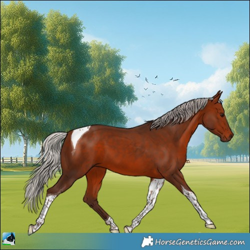 Horse Color:Silver Bay Tobiano