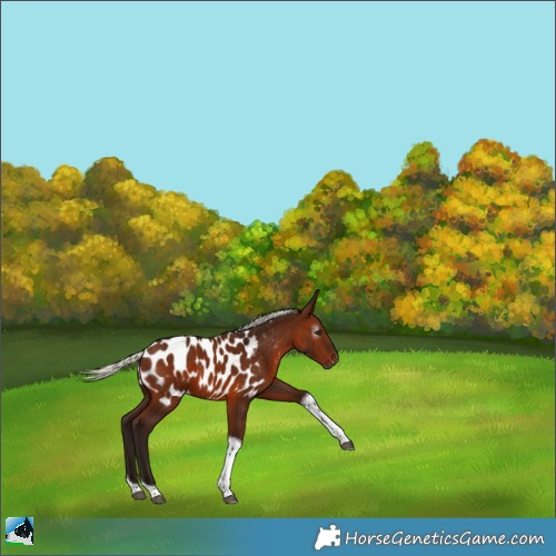 Horse Color:Gray Silver Bay Tobiano Appaloosa 