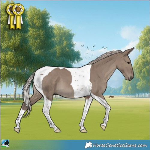 Horse Color:Silver Grullo Tobiano 