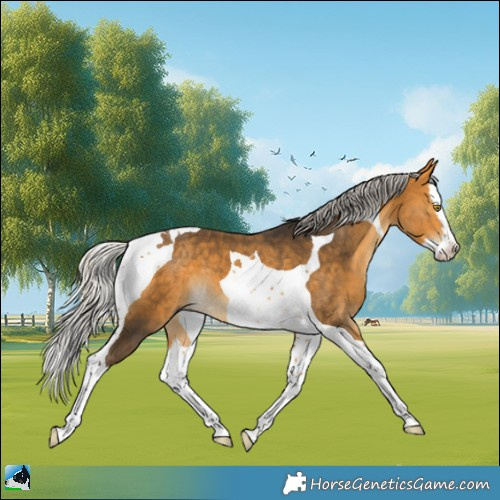 Horse Color:Silver Buckskin Splash Tobiano 