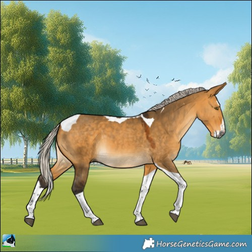 Horse Color:Gray Silver Buckskin Dun Splash Tobiano 
