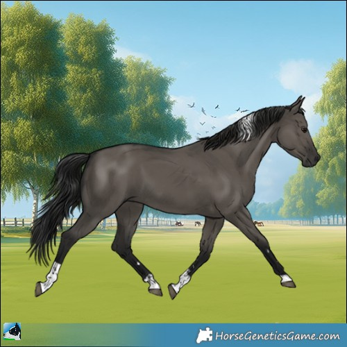 Horse Color:Gray Grullo Tobiano 