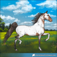 Horse Color:Bay Tobiano Near Fewspot 