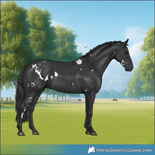 Horse Color:White Spotted Black 