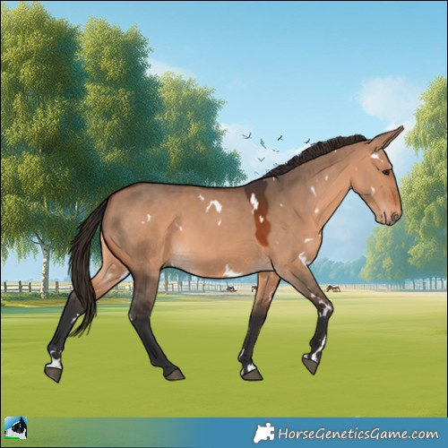 Horse Color:White Spotted Bay Dun 