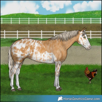 Horse Color:Palomino Splash Appaloosa  and Palomino Splash Appaloosa Rabicano 