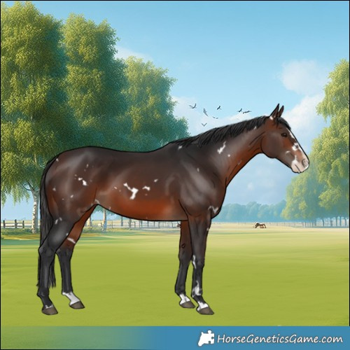 Horse Color:White Spotted Brown Splash 