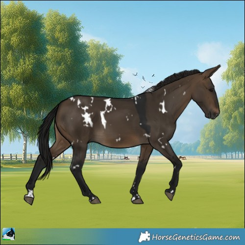 Horse Color:Gray White Spotted Brown Dun 