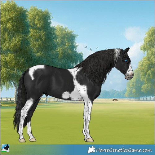 Horse Color:Gray Black Tobiano Frame 