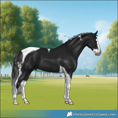 Horse Color:Gray Black Splash Tobiano 