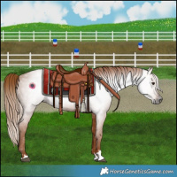 Horse Color:Gray Chestnut 