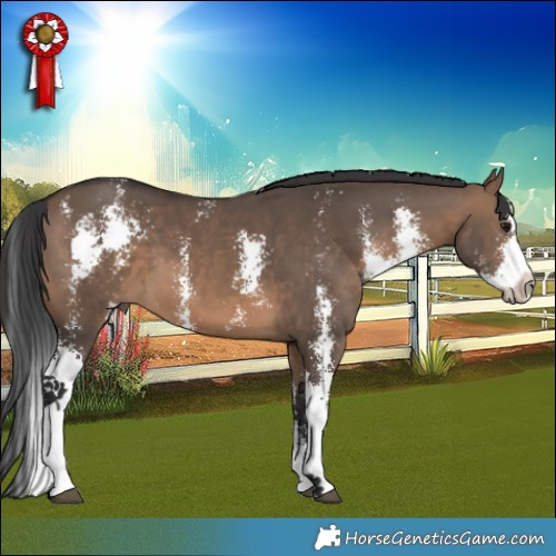 Horse Color:Brown Dun Sabino 