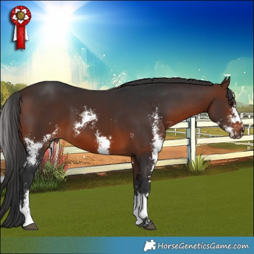 Horse Color:Brown Sabino 